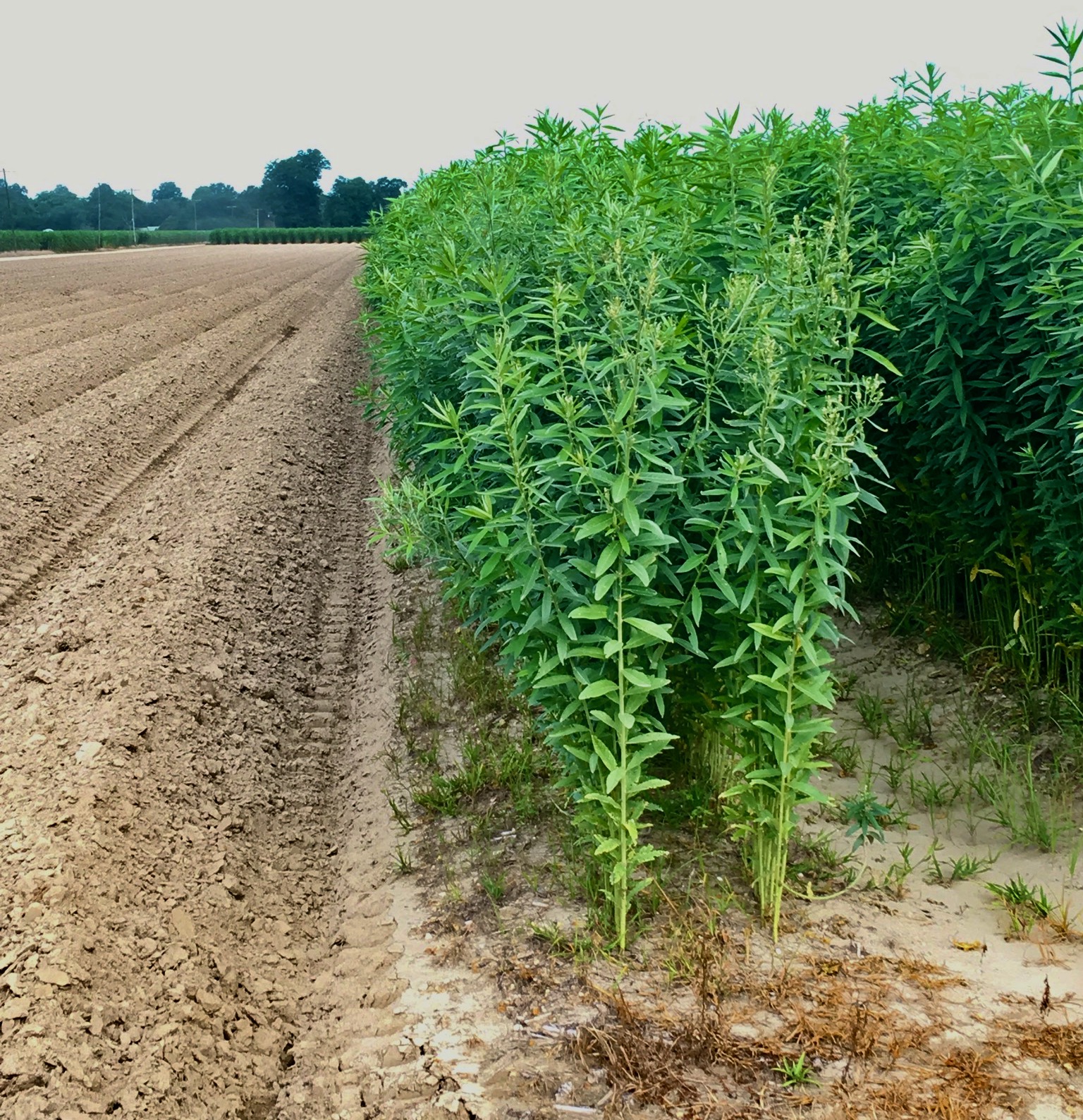 An agricultural field in which half is bare ground and the other half is planted with hemp.